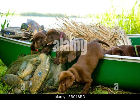 Chiots Labrador en chocolat jouant au lac Banque D'Images