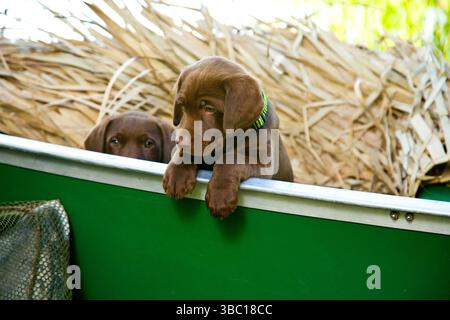 Chiots Labrador en chocolat jouant au lac Banque D'Images