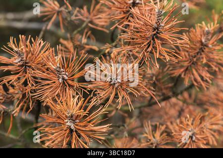 Gros plan de Pinus mugo var. Pumilio - branches d'arbustes de pin de montagne naine avec la maladie de la rouille. Banque D'Images