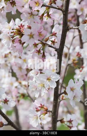 Gros plan de Prunus nipponica var. à fleurs blanches Kurilensis - arbuste japonais de cerise alpine au printemps. Banque D'Images
