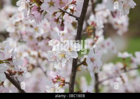 Gros plan de Prunus nipponica var. à fleurs blanches Kurilensis - arbuste japonais de cerise alpine au printemps. Banque D'Images