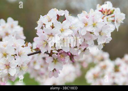 Gros plan de Prunus nipponica var. à fleurs blanches Kurilensis - arbuste japonais de cerise alpine au printemps. Banque D'Images