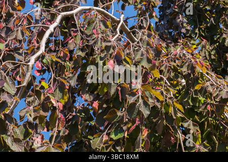 Fagus sylvatica 'purpurea pendula' - feuilles de hêtre pleuvantes au printemps. Banque D'Images