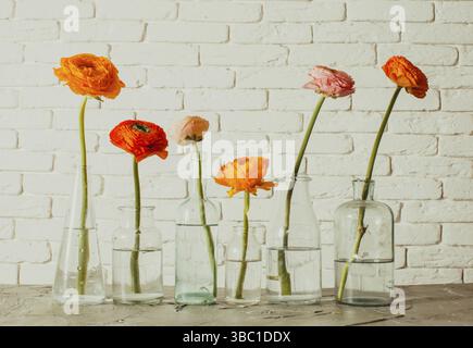 Unité jaune et rouge butterbuttercup fleurs debout un dans chacun des bouteilles de verre vintage. Six petits vases en verre avec fleurs printanières. Mur blanc avec Banque D'Images