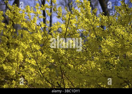 Forsythia, forsythia de jardin, lilas doré, cloche dorée (Forsythia x initermedia) Banque D'Images