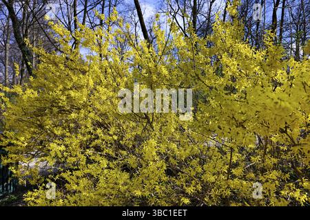Forsythia, forsythia de jardin, lilas doré, cloche dorée (Forsythia x initermedia) Banque D'Images