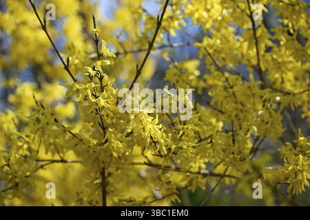 Forsythia, forsythia de jardin, lilas doré, cloche dorée (Forsythia x initermedia) Banque D'Images