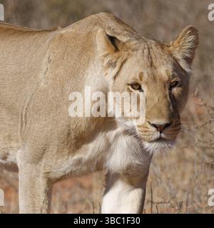 Lion d'Afrique (Panthera leo), lionne, femme adulte debout sur un chemin de terre, portrait d'animal, Kgalagadi Transfrontier Park, Cap Nord, Afrique du Sud Banque D'Images