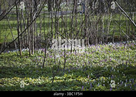 Hollow larkspur (Corydalis cava), jardin anglais, Munich, Bavière, Allemagne, Europe Banque D'Images