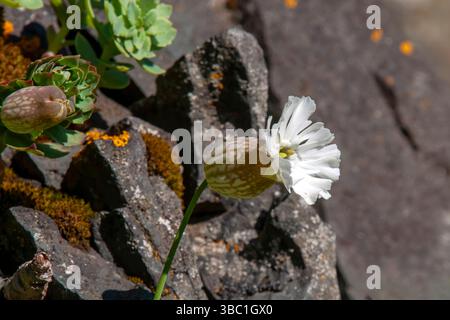 Hafnarholmi Islande, fleur d'une uniflora silene trouvée en Islande, sur les côtes de l'Atlantique et de la mer Baltique de l'Europe occidentale jusqu'à la péninsule de Kola dans l'UE Banque D'Images