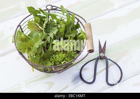 Gros plan d'herbes sauvages vertes fraîchement cueillies dans une passoire en métal et des ciseaux sur la table Banque D'Images