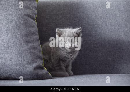 Le beau petit chat de la race écossaise se trouve sur un canapé gris et regarde la caméra Banque D'Images