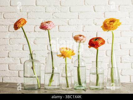Rangée de six petites bouteilles en verre remplies d'eau. Chaque bouteille contient une seule fleur de ranunculus. Mur blanc sur fond Banque D'Images