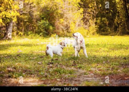 Chiens d'animaux sympathiques jouant avec le bâton lors de la promenade automnale dans un parc Banque D'Images