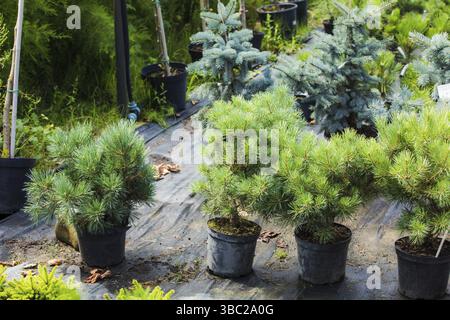 Petits conifères cultivés en pots à vendre à Noël. Variante ECO pour remplacer le sapin découpé. Arbre de Noël en pot pour être cultivé au backyar Banque D'Images