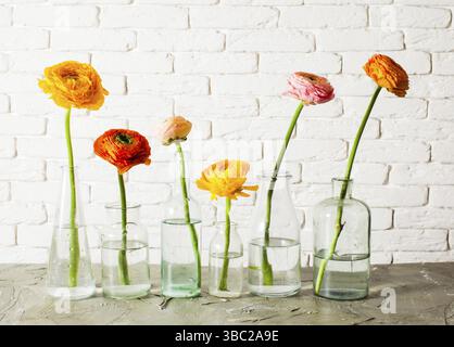Une seule coupe de beurre ranunculus fleurs chacune dans une petite bouteille de verre sur fond blanc. Belles fleurs de printemps tendres dans des vases vintage Banque D'Images