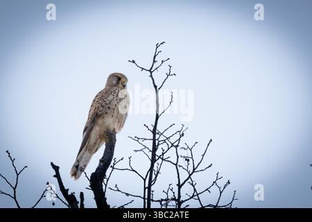 Une crécerelle commune femelle (Falco tinnunculus) sur une branche. L'élégant rapace perche gracieusement, ses yeux pointus scrutent les environs. Avec sa disti Banque D'Images