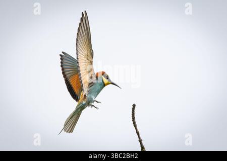 Un mangeur d'abeilles européen (Merops apiaster) en vol. L'oiseau étonnamment coloré monte dans les airs avec ses ailes pointues et son corps allongé, displa Banque D'Images