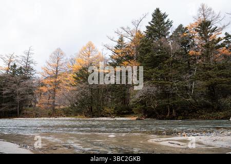 Claire eau de la rivière Azusa et pins dans le parc national de Kamikochi en saison d'automne Banque D'Images