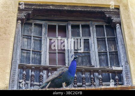 Majestueux paon reposant sur le balcon d'un bâtiment colonial altéré, mettant en valeur un plumage vibrant contre du bois vieilli Banque D'Images