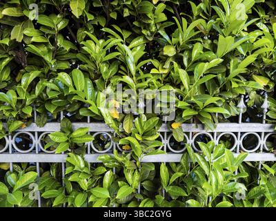 Haie de laurier cerisier à Duesseldorf, Allemagne, Europe Banque D'Images