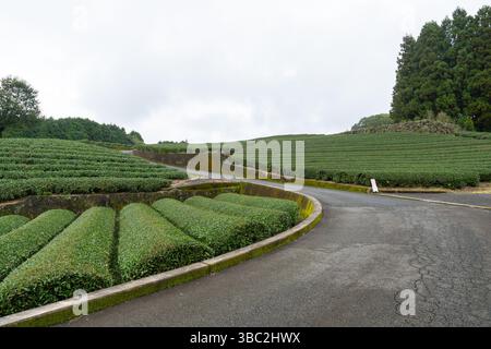 Les plantations de thé ferment à Shizuoka au Japon dans une journée nuageuse Banque D'Images