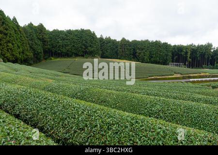 Les plantations de thé ferment à Shizuoka au Japon dans une journée nuageuse Banque D'Images