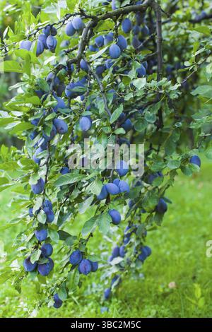 Arbre plein de prunes bleu dans l'été en plein air Banque D'Images