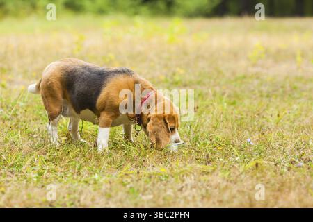 Beagle mignon chien jouant sur l'herbe et boire de l'eau de la cuvette Banque D'Images