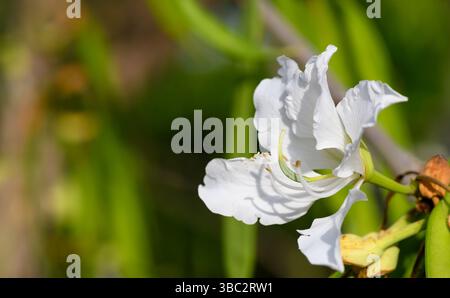 Délicates fleurs blanches de Bauhinia en pleine floraison sous le soleil méditerranéen à Chypre. Arbres tropicaux ornementaux en fleurs dans un cadre paisible de jardin. Banque D'Images