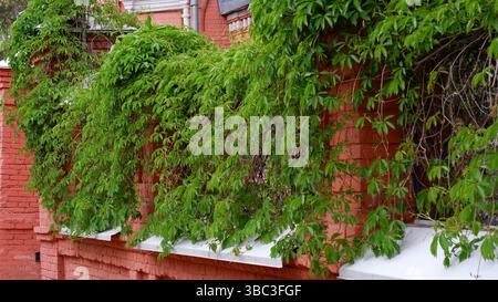 Des tiges de raisins jeunes avec des feuilles vertes ornent une clôture en briques rouges. Aménagement paysager vertical. Liane boisée à feuilles caduques Banque D'Images