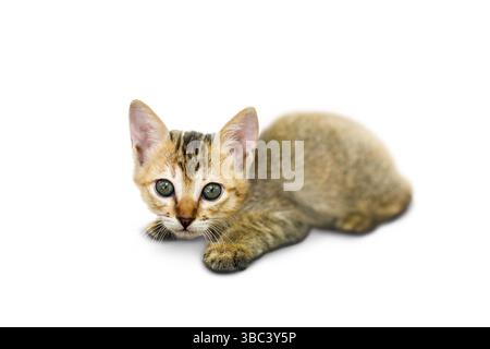Photo studio d'un chaton errant adoptable Banque D'Images