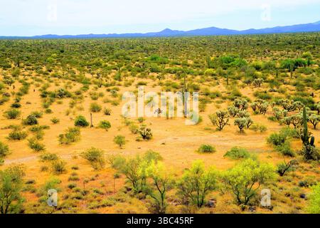 Vaste paysage désert de Sonoran après la pluie dans le centre de l'Arizona USA un matin de printemps Banque D'Images