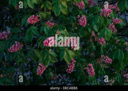 Châtaignier rouge fleuri avec des feuilles vertes luxuriantes et des fleurs roses éclatantes, capturées dans la lumière chaude du soir à la fin du printemps. Banque D'Images