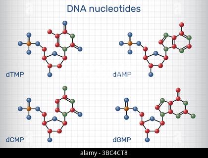 Molécules de nucléotides d'ADN. Désoxyribonucléoside monophosphates : DAMP, dGMP, dCMP, dTMP avec phosphate, désoxyribose, et nucléobases Illustration de Vecteur