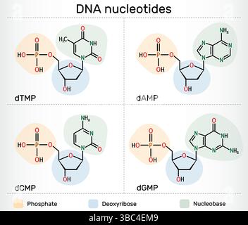 Molécules de nucléotides d'ADN. Désoxyribonucléoside monophosphates : DAMP, dGMP, dCMP, dTMP avec phosphate, désoxyribose, et nucléobases Illustration de Vecteur