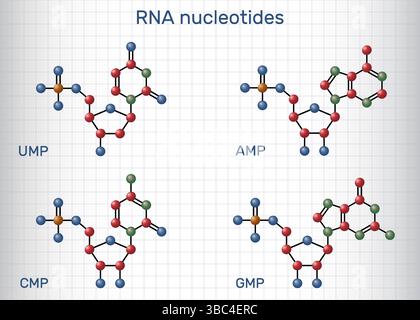 Molécules de nucléotides d'ARN. Monophosphates de ribonucléoside : AMP, GMP, CMP, UMP avec phosphate, ribose, et nucléobases Illustration de Vecteur