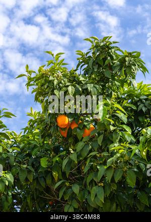 Oranges mûres juteuses suspendues à un arbre d'agrumes au feuillage vert luxuriant, encadrées par un ciel bleu clair. Symbole de l'agriculture biologique, de la fraîcheur et de la noix naturelle Banque D'Images