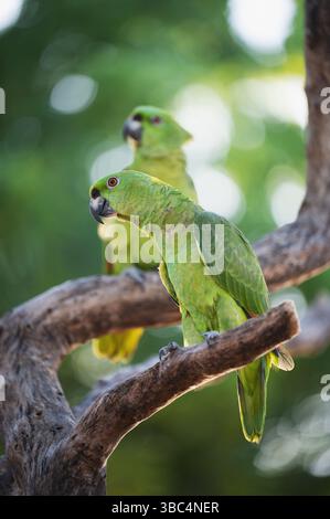 Deux perroquets sont assis sur une branche d'arbre sur fond vert flou Banque D'Images