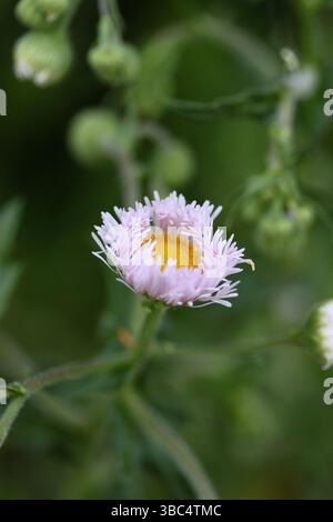 Gros plan d'une fleur violette fleabane (Erigeron) avec un centre jaune, dans une lumière naturelle douce. Banque D'Images