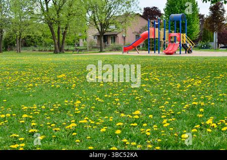 Vue au rez-de-chaussée d'une structure colorée de terrain de jeux avec deux toboggans dans un parc résidentiel, avec un champ de pissenlits jaunes au premier plan. Banque D'Images