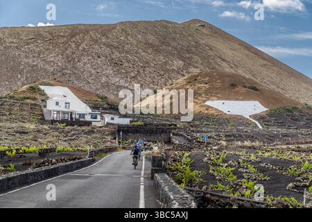 Les cyclistes traversent les vignobles de Lanzarote. Les zones blanches capturent les faibles précipitations pour la collecte dans les citernes. Carretera Conil Masdache, Las Palmas, Canaries, Espagne Banque D'Images