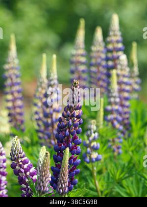 Lupins colorés poussant dans un jardin de campagne anglais, Upton House, Warwickshire, Royaume-Uni Banque D'Images