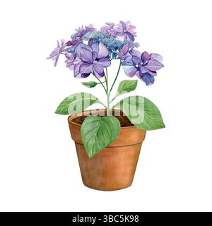Aquarelle hortensia pourpre dans un pot de fleur marron isolé sur un fond blanc. Bon pour les cartes postales, les invitations, les cartes de voeux. Banque D'Images