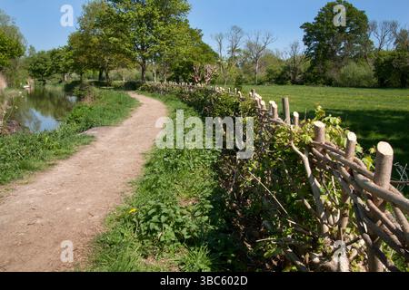 Haie récemment posée sur le sentier sud de Wey, canal de Wey et Arun, Loxwood, Billingshurst, West Sussex, Angleterre Banque D'Images