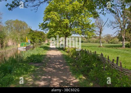Haie récemment posée sur le sentier sud de Wey, canal de Wey et Arun, Loxwood, Billingshurst, West Sussex, Angleterre Banque D'Images