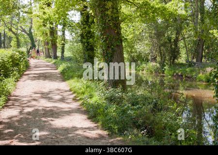 Chemin de halage près du pont Barnshill, extrémité du canal Wey et Arun, Loxwood, Billingshurst, West Sussex, Angleterre Banque D'Images