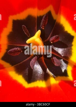 Gros plan extrême de l'intérieur d'une tête de fleur de tulipe montrant les détails vibrants et complexes de la nature. Banque D'Images