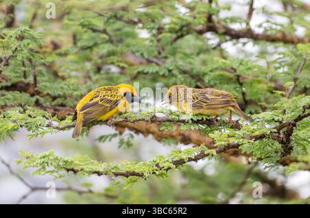 Tisserand de Speke (Ploceus spekei), paire dans un acacia Banque D'Images