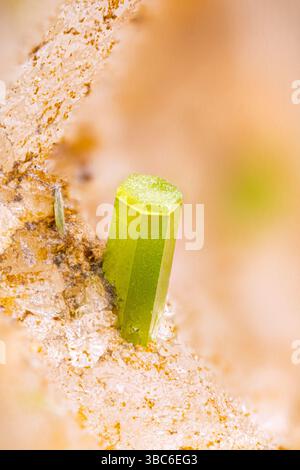 Cristaux de pyromorphite. Spécimen du Passadou, Altier, France. Micro photographie en gros plan. photographie microscopique de cristaux mineraux pour Banque D'Images